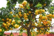 愛(ài)媛38號(hào)跟紅美人哪個(gè)好_今年的愛(ài)媛38號(hào)為什么便宜 愛(ài)媛38號(hào)跟紅美人哪個(gè)好_今年的愛(ài)媛38號(hào)為什么便宜