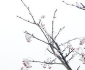 柑橘檢疫報(bào)告關(guān)鍵指標(biāo)解讀與綜合防控措施建議