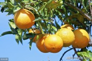 病蟲害造成柑橘采前落果_為什么種植的臍橙在成熟之前會出現落果現象