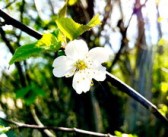 柑樹開花可以打保花保果藥嗎（柑樹開花可以打保花保果藥嗎圖片）