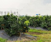 四川柑橘創新種植技術指導_柑橘產業如何可持續發展