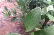 柑橘春季怎樣防治病蟲害_柑桔管理技術與農藥配用