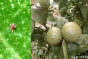 柑橘6月病蟲害管理_危害柑橘花葉果的灰霉病到底有多厲害