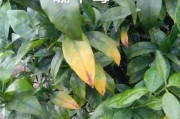 柑橘病蟲害缺素自動識別器_柑橘新梢葉片黃色不轉綠是什么原因