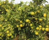 柑橘種植技術參觀_廣甘柑種植技術與管理