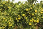 柑橘種植技術參觀_廣甘柑種植技術與管理