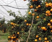 日本柑橘種植管理技術_椪柑最高產量是哪個國家