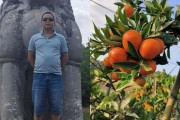 東方紅柑橘種植技術網_東方紅橘是個什么品種