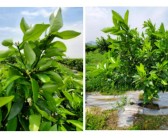 柑橘抹芽種植技術_檸檬樹養殖方法是怎樣的