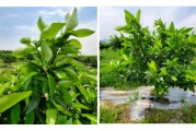 柑橘抹芽種植技術_檸檬樹養殖方法是怎樣的