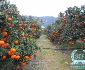 柑橘樹種植標題怎么寫（柑橘樹種植標題怎么寫吸引人）