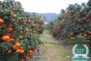 柑橘樹種植標題怎么寫（柑橘樹種植標題怎么寫吸引人）