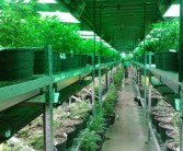 沃柑栽培技術修剪要點全解析：科學剪枝方法與豐產管理指南