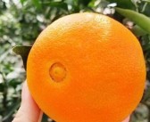 沙糖桔和涌泉蜜桔哪個(gè)好吃些（沙糖桔的區(qū)別）