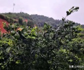 柑橘秋季病蟲害防治技術_桂花的蟲病害及防治技巧有哪些