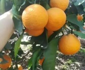日本柑橘種植新技術_愛媛柑橘最高端的早熟柑橘品種