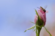 沃柑種下多久開花結果（沃柑種下多久可以施肥）