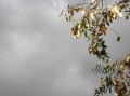 四川眉山正宗耙耙柑苗：高產優質品種推薦與種植技術解析
