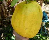 四季柑橘種植技術_動物在四季的生命現象和行為方式