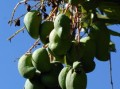 橘子樹盆栽種植技術(shù)管理方案（橘子樹 盆栽）