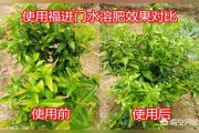 柑橘種植技術和滴灌_一棵柑橘樹澆幾斤水