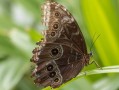 柑橘鳳蝶形態特點詳解：翅膀斑紋、幼蟲特征與生活習性解析
