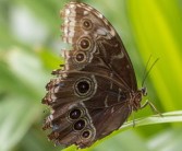 柑橘鳳蝶形態(tài)特點詳解：翅膀斑紋、幼蟲特征與生活習(xí)性解析