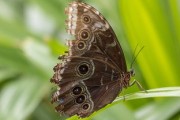 柑橘鳳蝶形態特點詳解：翅膀斑紋、幼蟲特征與生活習性解析