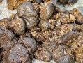 沃柑放化肥多久吸收（沃柑放肥料的時間段）