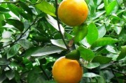 黃巖蜜桔藥用（黃巖蜜桔甜不甜）
