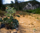 柑橘適合種植在什么地方？解析最佳地理環(huán)境條件