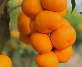 一月份柑橘種植技術視頻_養貓之前要知道哪些事