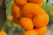 柑橘系統種植技術視頻_柑橘自然生長好嗎