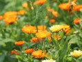 柑橘嫩芽打什么藥（柑橘春芽出來的時候打什么藥）