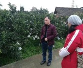 柑橘種植技術百科視頻大全_自媒體真能讓農民致富嗎