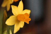 晚熟柑春季管理技術(shù)要點(diǎn)有哪些（晚熟柑橘種植技術(shù)規(guī)程）