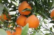 柑橘種植技術及管理_我家現有幾東槐楊梅有7年這樣了