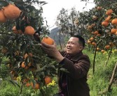 眉山柑橘幼樹種植技術_四川省哪個產區耙耙柑最好吃