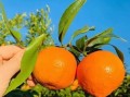 四川省眉山市洪雅縣耙耙柑：生態(tài)種植的甜蜜饋贈(zèng)，果香四溢的自然之選