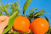 四川省眉山市洪雅縣耙耙柑：生態種植的甜蜜饋贈，果香四溢的自然之選