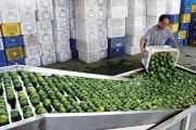 海南柑橘苗種植技術(shù)_香水檸檬大片種植有什么好的種植方法讓果樹粗壯果實多 海南柑橘苗種植技術(shù)_香水檸檬大片種植有什么好的種植方法讓果樹粗壯果實多