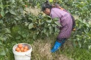 柑橘豐收種植技術_怎么做才能把橘子銷售出去