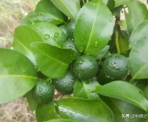 7月柑橘季節預防病蟲害_柑橘放晚夏梢有利有弊