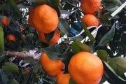 維持春見(jiàn)柑橘種植技術(shù)_甘平柑橘和明日見(jiàn)柑橘哪個(gè)好