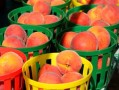 專家推薦：柑橘黃葉最佳治療方法與科學防治技巧全解析