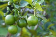 川渝柑橘種植技術_中國哪里農業最發達