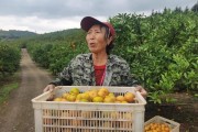 淮南柑橘種植技術(shù)視頻_柑橘園如何進(jìn)行土壤改良 淮南柑橘種植技術(shù)視頻_柑橘園如何進(jìn)行土壤改良