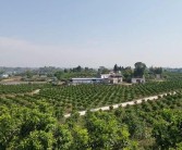 四川柑橘種植技術獲獎情況_中國還是日本的椪柑產量最多