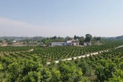 四川柑橘種植技術獲獎情況_中國還是日本的椪柑產量最多