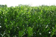 開州柑橘種植技術_帥橘種植技術 開州柑橘種植技術_帥橘種植技術